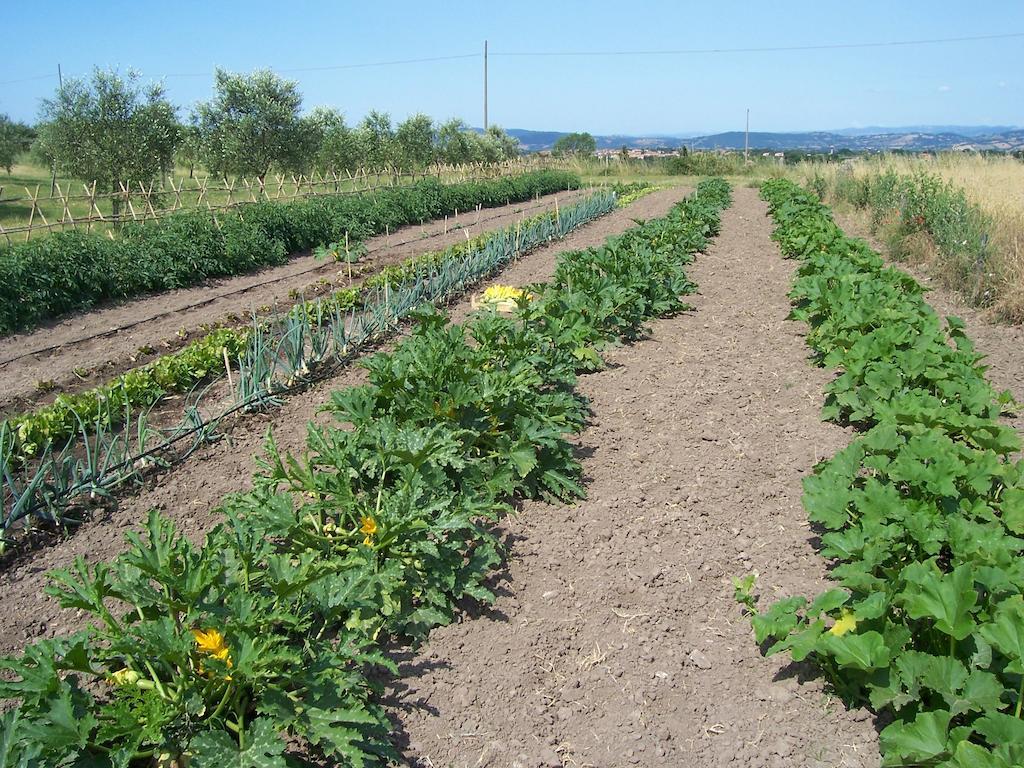 Agriturismo Il Grillo Parlante ปีติญาโน ภายนอก รูปภาพ